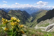 77 Genziana maggiore (Gentiana lutea) con bella vista sulla Val Cervia
